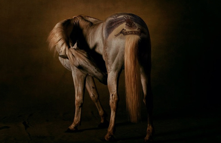 Tattooed Horses