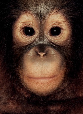 Monkey by James Mollison - 1
