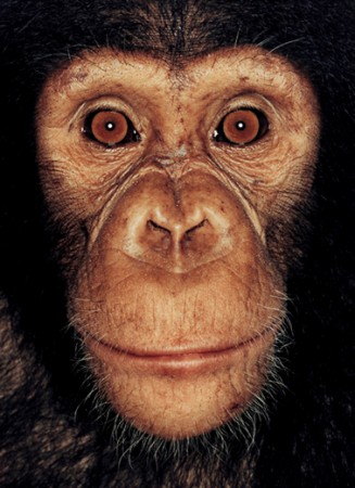 Monkey by James Mollison - 2