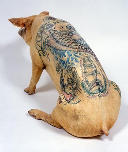 Tattooed Pig