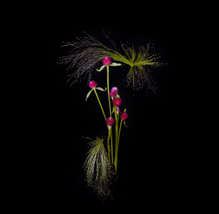 flower-firework-sarah-illenberger-sabrina-rynas-06