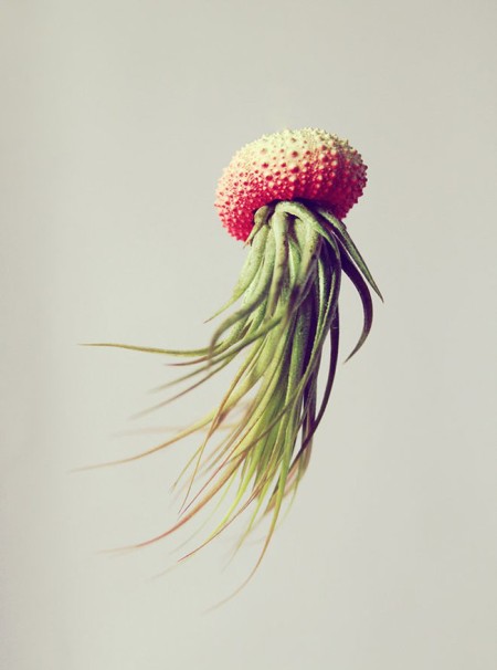 petit-beast-cathy-van-hoang-jellyfish-air-plants-5.jpg.650x0_q85_crop-smart