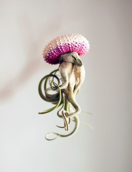 petit-beast-cathy-van-hoang-jellyfish-air-plants-7.jpg.650x0_q85_crop-smart