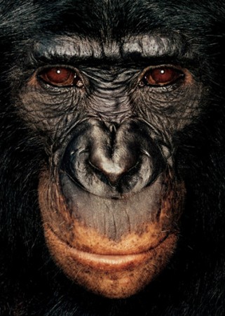 Monkey by James Mollison - 3 Monkey by James Mollison - 3