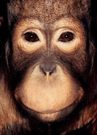 Monkey by James Mollison - 4 Monkey by James Mollison - 4