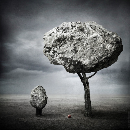 rock tree rock tree