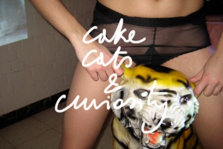 Cake cats curiosity