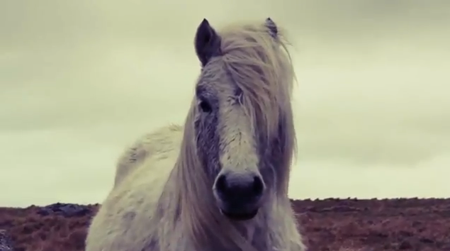 I Break Horses