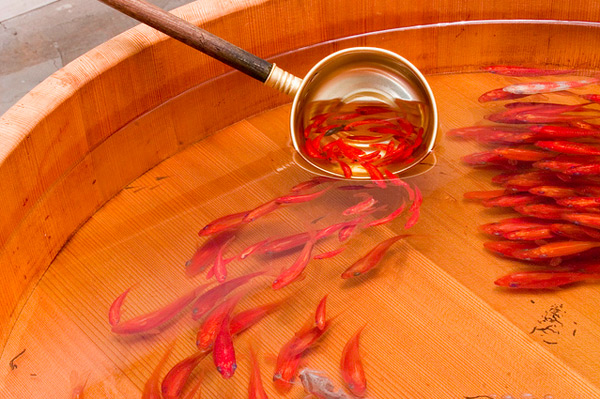Goldfish Salvation