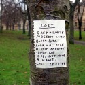 David Shrigley