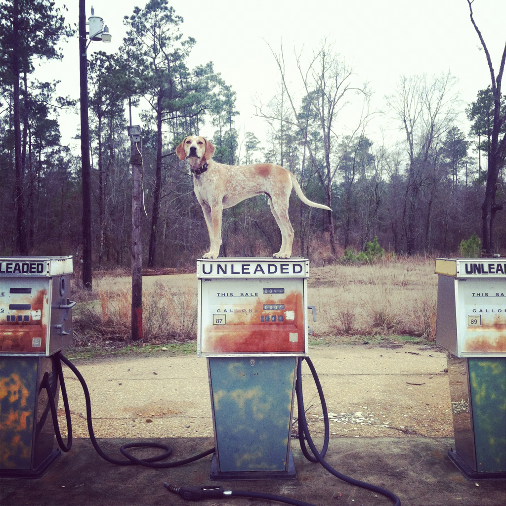 Maddie the Coonhound