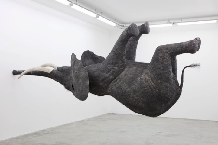 Nasutamanus the levitating elephant