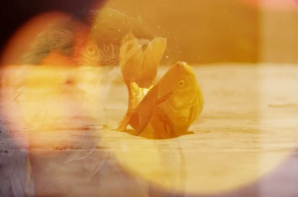 Ramin Bahrani for Sigur Rós