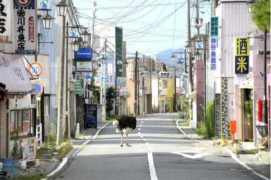The forgotton animals of Fukushima