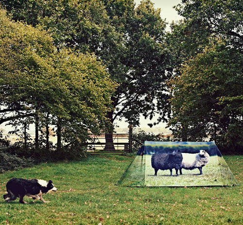 FieldCandy-6-Animal-Farm