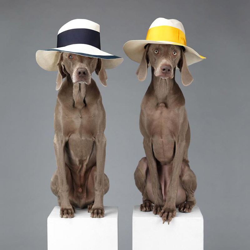 acne_William_Wegman_ss13_campaign_5