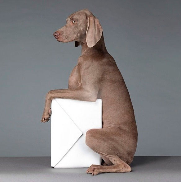 acne_William_Wegman_ss13_campaign_6