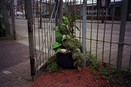 57_plant-maurits01b