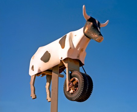 dummy-calf