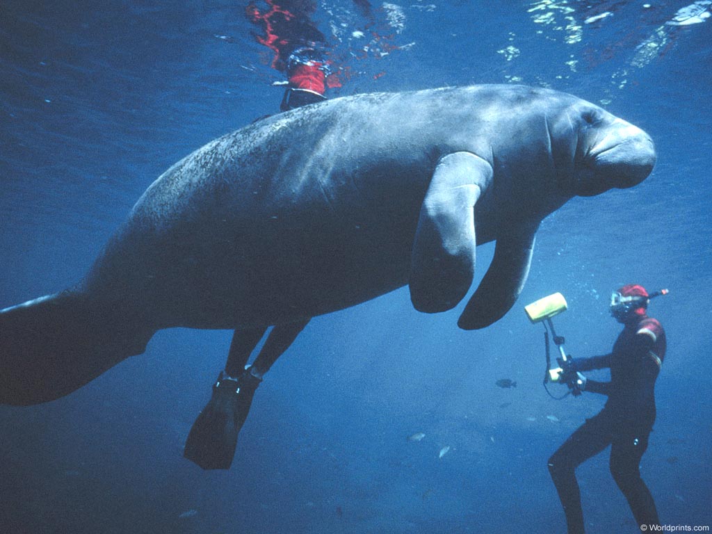 manatee-4-704592