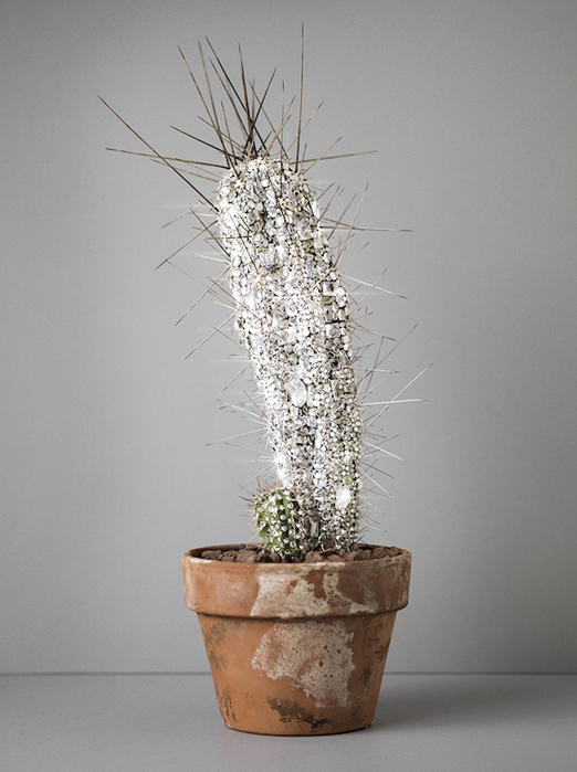 designer-cactus-2