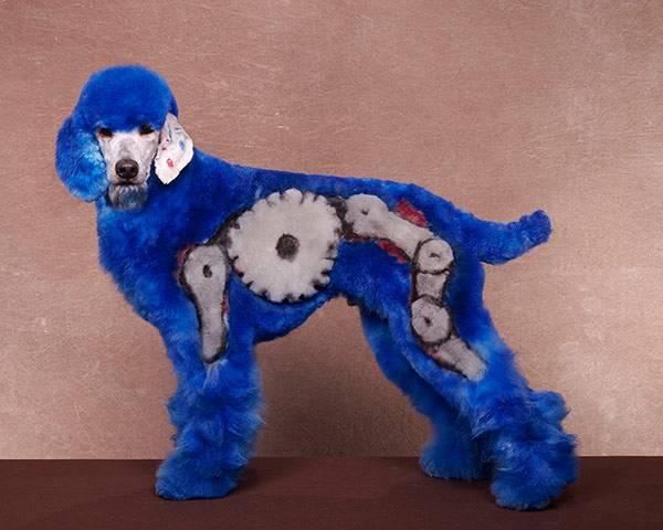 Crazy-Dog-Grooming-Compet-010