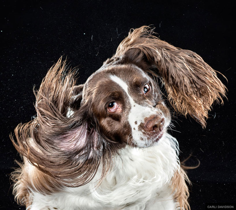 dog-shake-photography-carli-davidson-designboom-021