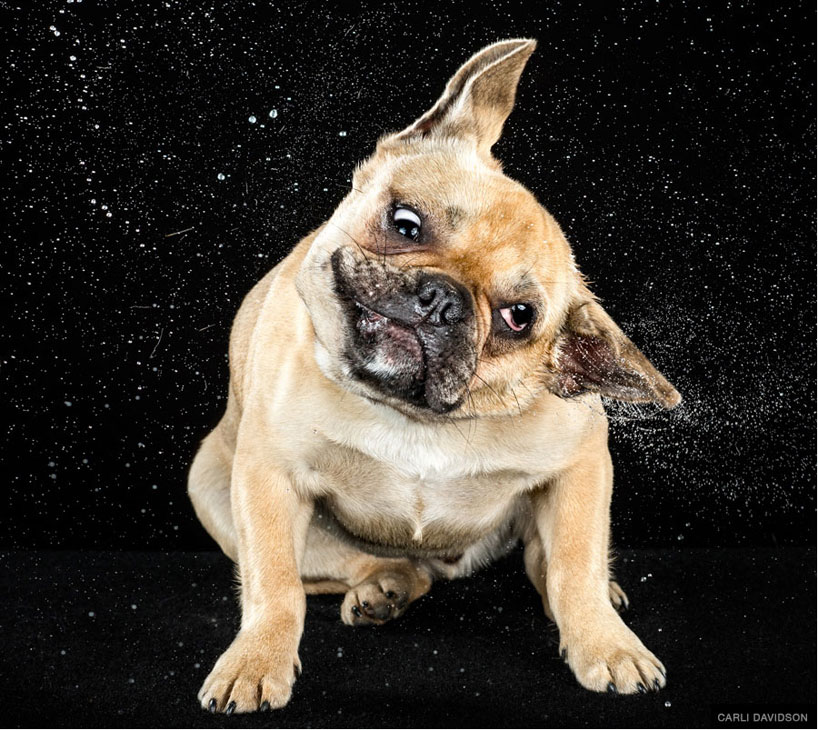 dog-shake-photography-carli-davidson-designboom-051