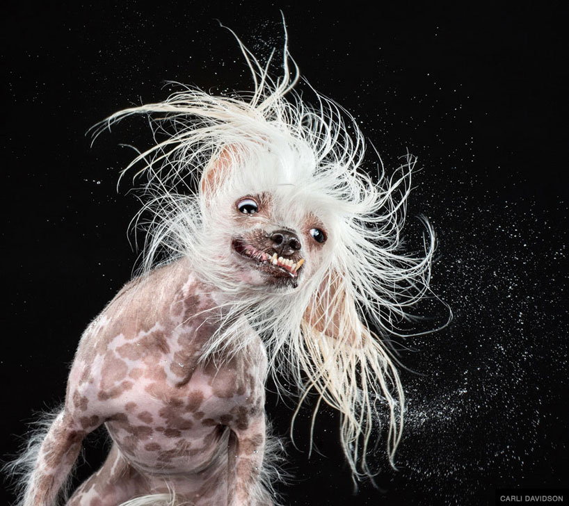 dog-shake-photography-carli-davidson-designboom-071