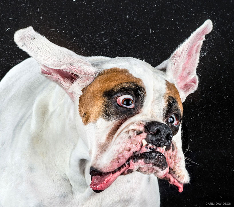 dog-shake-photography-carli-davidson-designboom-081