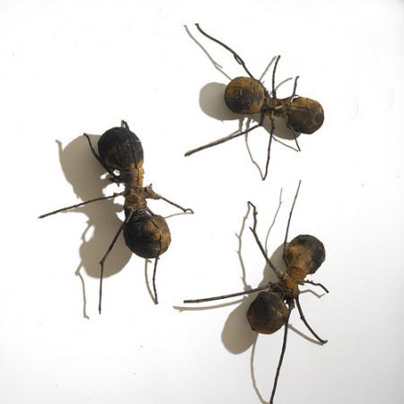 Hormigas 0009
