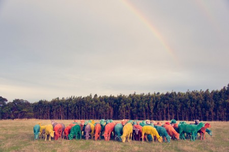 gray-malin-dream-series-rainbow-sheep-06