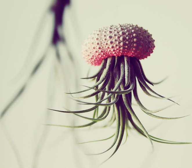 Air Plant Jellyfish by Cathy van Hoang